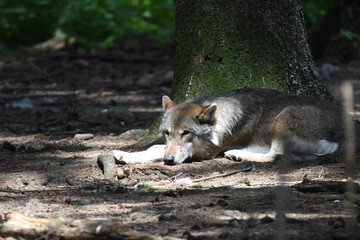 Junger Wolf an einem Baum ausruhend