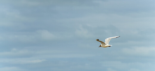 Seagull in flight against a blue and cloudy sky, ascending with wings spread. panoramic format
