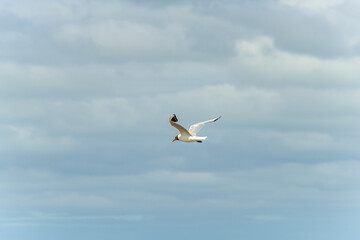 Fototapeta na wymiar Seagull in flight against a blue and cloudy sky, ascending with wings spread.