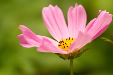 Pink cosmos