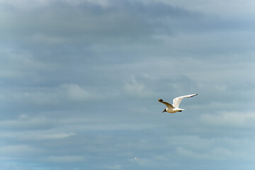 Seagull in flight against a blue and cloudy sky, ascending with wings spread.