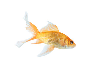 Obraz premium Beautiful bright small goldfish isolated on white