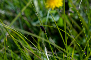 Beetle Cantharis on a blade of grass