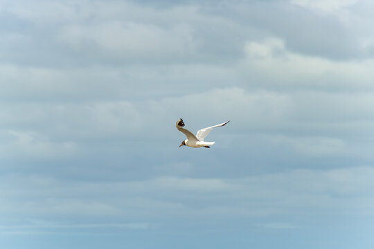 Seagull in flight against a blue and cloudy sky, ascending with wings spread.