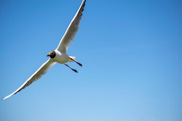 Sea gull soars in the sky above the water.