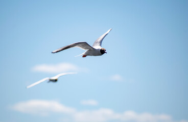 Fototapeta na wymiar Sea gull soars in the sky above the water.