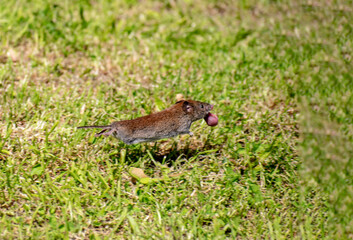 Field mouse in the grass.