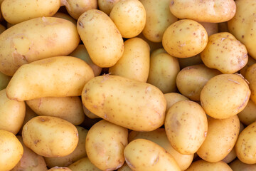 Pommes de terre nouvelles de l'Ile de Ré en vrac