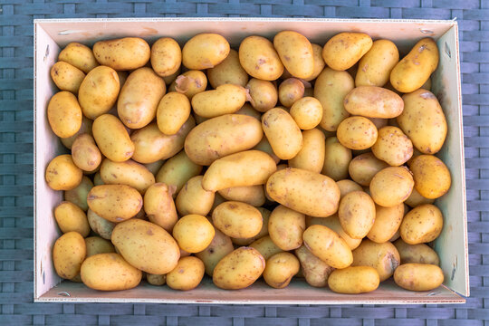 Pommes de terre nouvelles de l'Ile de R&eacute; en vrac