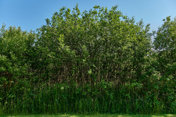 Shrub on a bike path in Stockholm