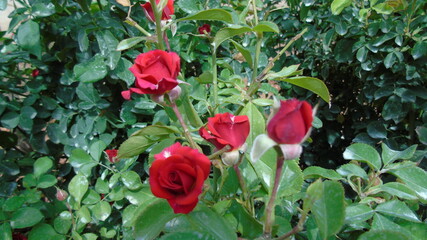 red roses in garden