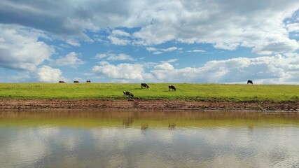 cows graze on the green bank of the river