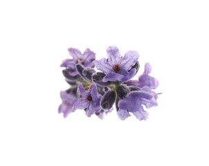 Beautiful fresh lavender flowers isolated on white