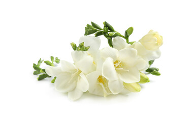Naklejka na ściany i meble Beautiful tender freesia flowers on white background