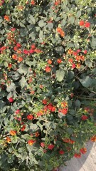 Green leaves and red flowers on a plants