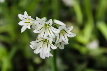 Close up of Snowbell (Allium triquetrum) 