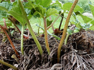 vegetables in the garden