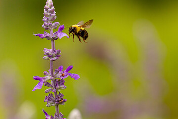 Bee in flight