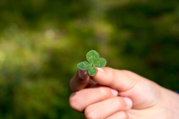 four-leaf clover for a good luck