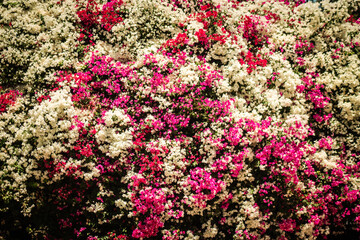 Closeup of colorful flowers growing in the public garden of the city of Nicosia, capital of Cyprus