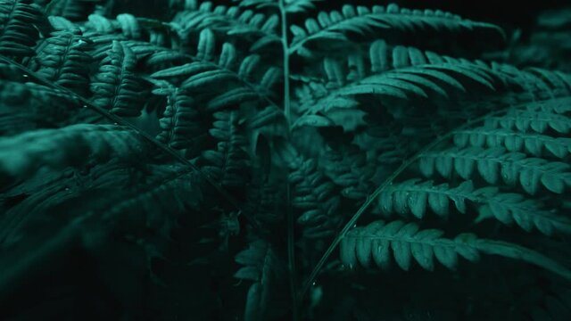 Fern branches and leaves in dark forest, wide angle macro shot