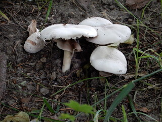 mushroom in the forest