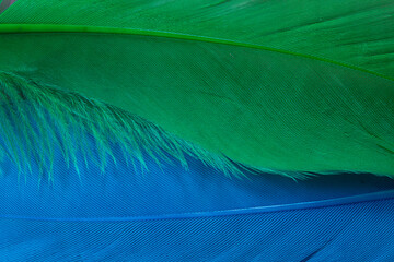 Blue and green feather