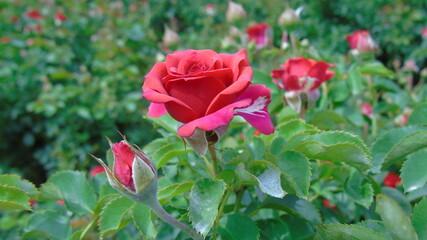 coconut tree with flower