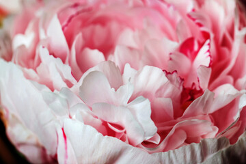 Pink peony flower close-up