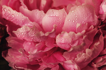 Dark pink peony flower close-up