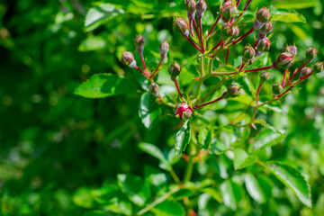 Bud of red rose in a garden on a sunny day
