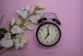 alarm clock and delicate white flowers on a pink background. View from above. A time of love and...