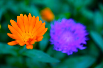 Purple and beautiful Aster flowers in green in summer