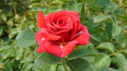 red rose in garden