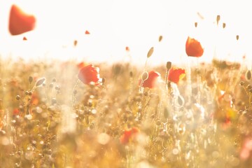Poppies in an open field with lens flare from warm sunlight. Selective focus and motion blur.