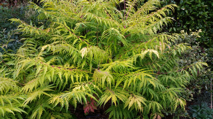 Rhus typhina 'Tiger Eyes'