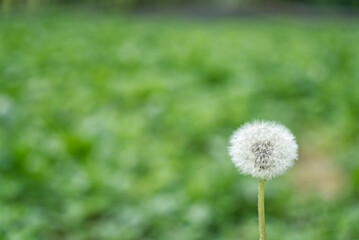 Dandelion flower head on blurred green background