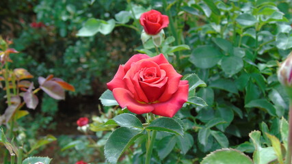 red rose in garden