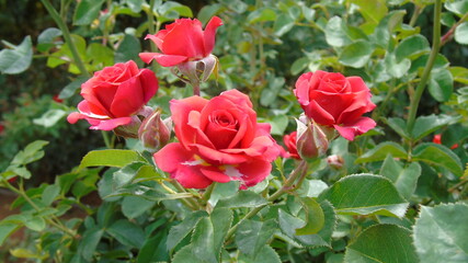 red tulips in garden