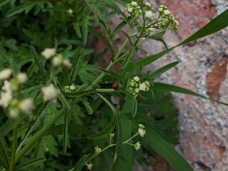 mariquita