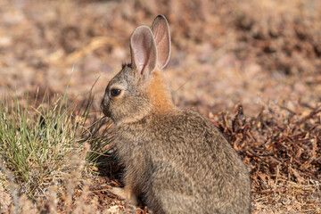 Cute Young Cottontail Rabbit in Arizona
