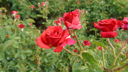 red tulips in spring