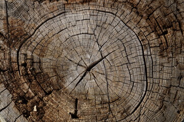 background image of a tree cut close up in daylight in summer the top point of shooting
