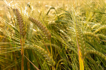 Spikes of wheat in the harvest time. Ears of grain on a summer field. Gold heads of ripe wheat.