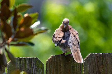 Dove