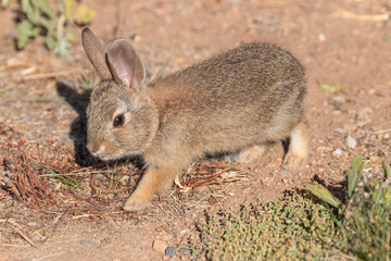 Cute Young Cottontail Rabbit in Arizona
