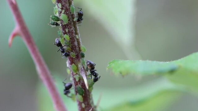 Tapinoma magnum workers eat honeydew from aphids