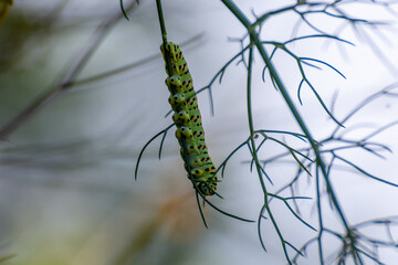 Different views and details of the Papilio machaon butterfly caterpillar on a fennel plant