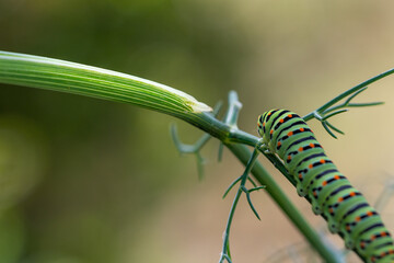 Different views and details of the Papilio machaon butterfly caterpillar on a fennel plant