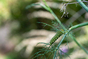 Different views and details of the Papilio machaon butterfly caterpillar on a fennel plant